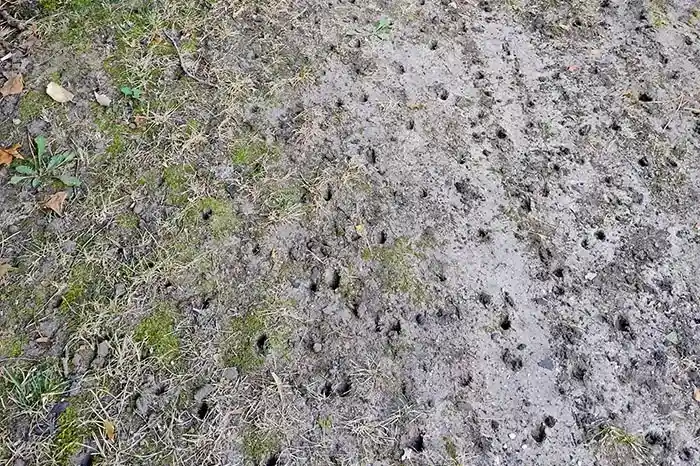 Aeration Flush Dethatching