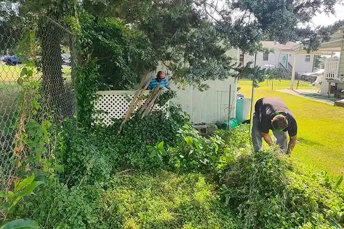 Brush Cleanup/Overgrown Areas